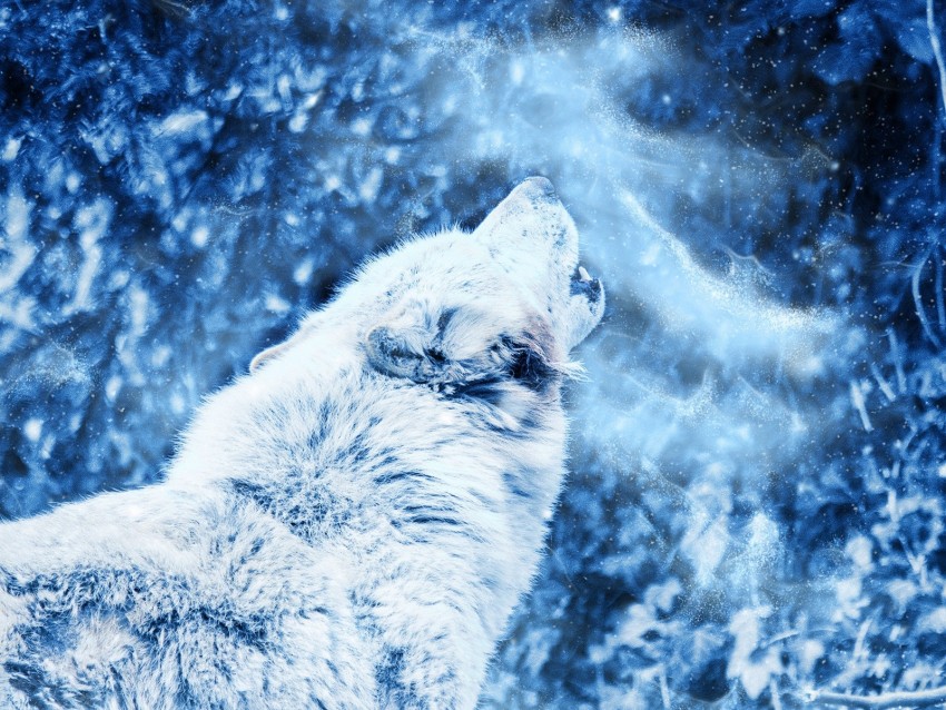 Free download | HD PNG wolf howl predator fog loneliness 4k wallpaper ...