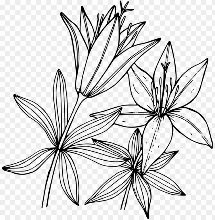 68 Top Lily Flower Coloring Pages Pictures