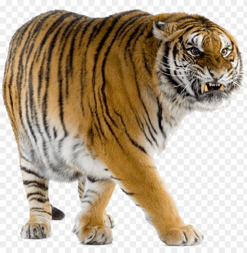 Free Download Hd Png Tiger Standing Png Toppng