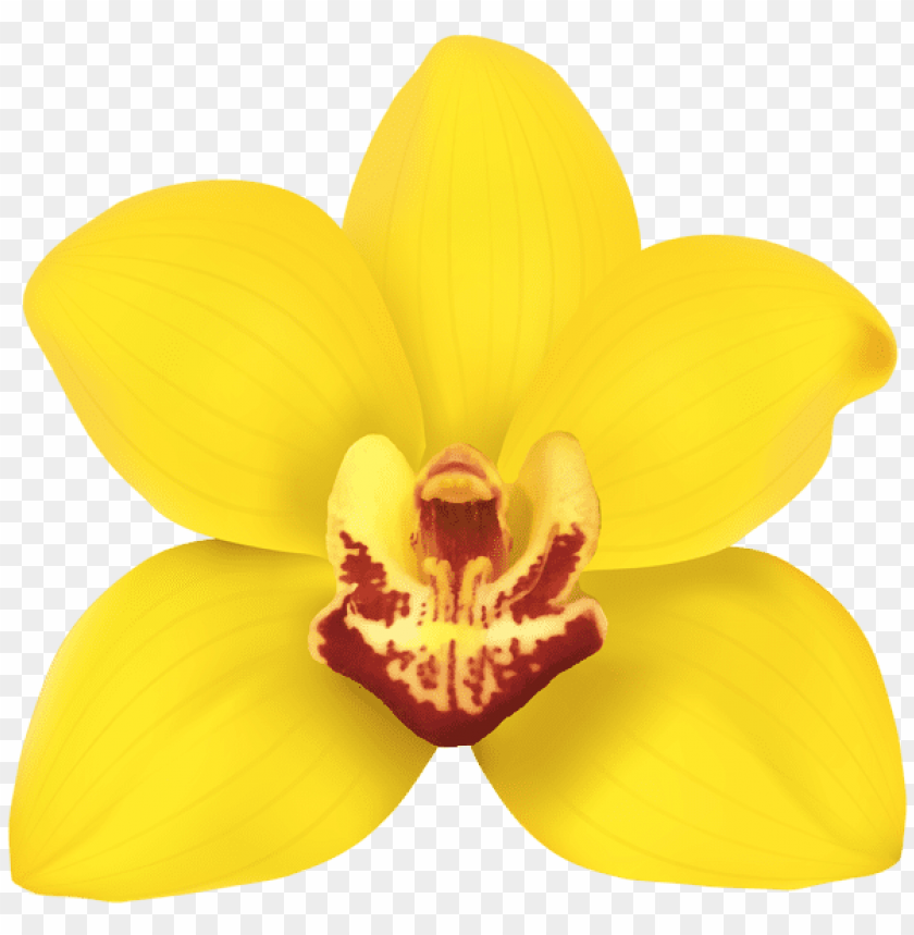 Free download | HD PNG PNG image of yellow orchid transparent with a ...