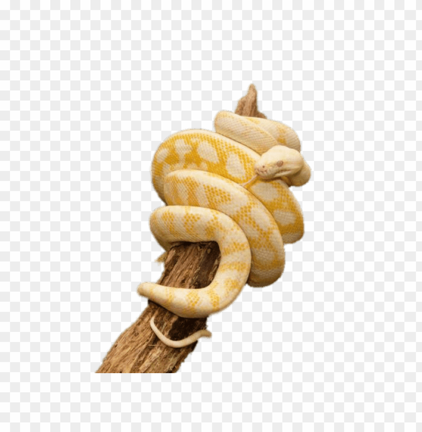 Free download | HD PNG yellow python wrapped around trunk png images ...