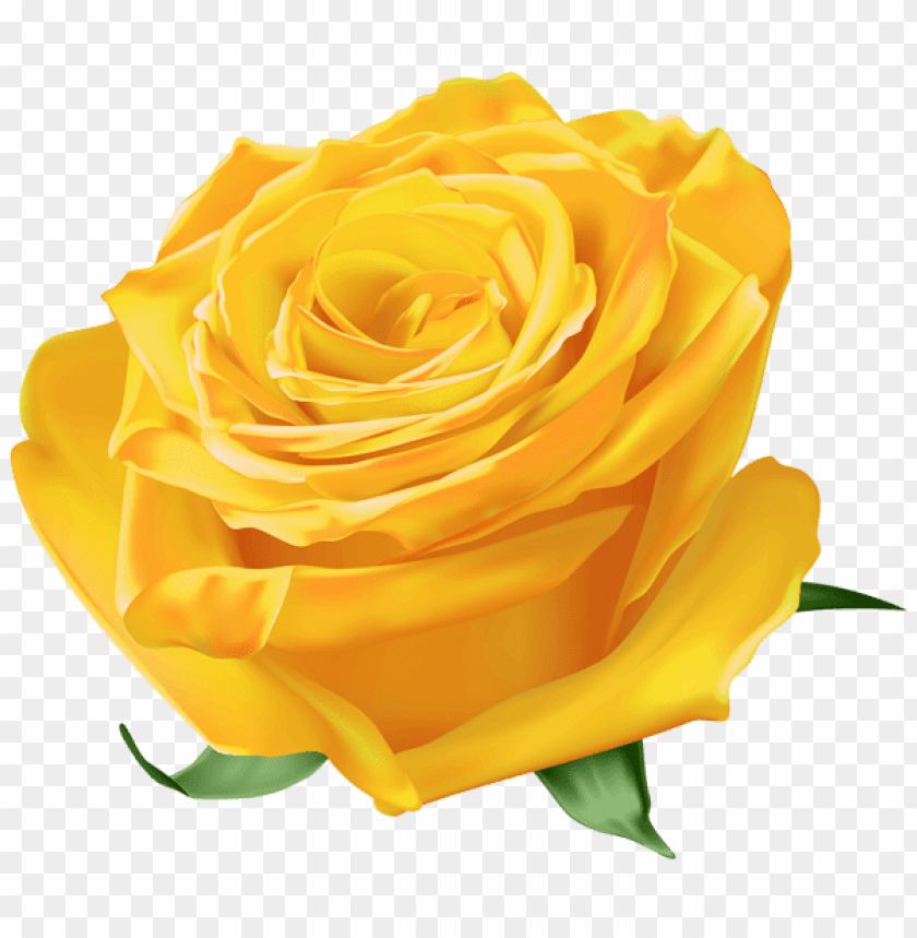 Download yellow rose png - Free PNG Images | TOPpng