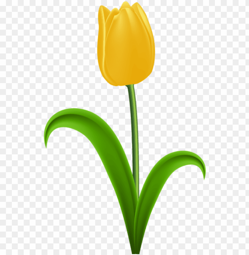 Free download | HD PNG yellow tulip transparent png clip art yellow ...