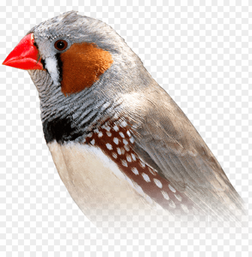 Free download | HD PNG zebra finch finch bird PNG transparent with ...