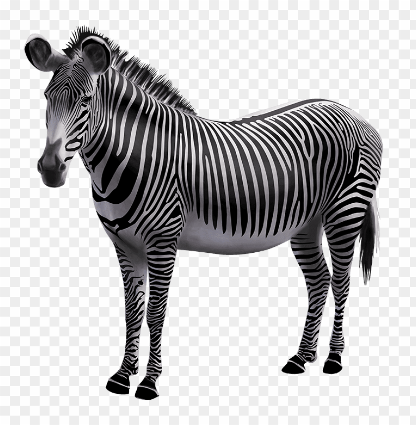Free download | HD PNG zebra photo | TOPpng