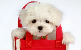 baby, bag, coat, face, puppy wallpaper png - Free PNG Images