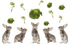 beautiful, cabbage, food, rabbits wallpaper png - Free PNG Images