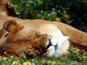 big cat, face, lion, sleep, sleeping wallpaper png - Free PNG Images