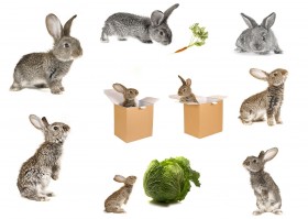 box, cabbage, carrots, rabbits wallpaper png - Free PNG Images