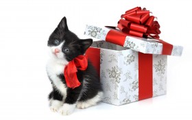 box, kitten, spotted wallpaper png - Free PNG Images