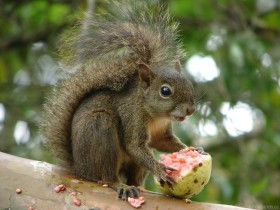 branch, fruit, squirrel wallpaper png - Free PNG Images