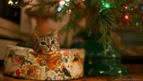 cat, garland, gift, tree, waiting wallpaper png - Free PNG Images