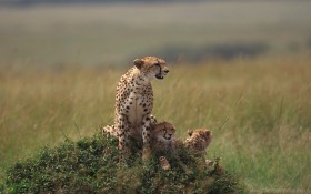 cheetahs, family, grass, lie wallpaper png - Free PNG Images