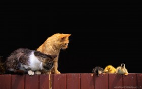 curiosity, ducklings, fence, kittens wallpaper png - Free PNG Images