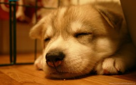 dog, light, muzzle, puppy, sleep wallpaper png - Free PNG Images