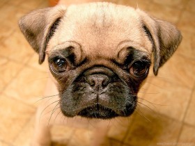 eyes, mottled, puppy, snout wallpaper png - Free PNG Images