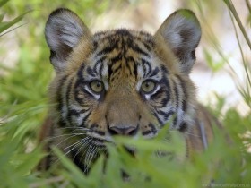 face, grass, hunting, tiger wallpaper png - Free PNG Images