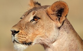 face, lion, lioness, pro wallpaper png - Free PNG Images