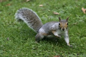 furry, grass, squirrel, tail wallpaper png - Free PNG Images
