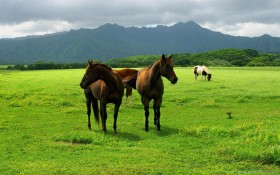 grass, horse, meadow, pasture, walk wallpaper png - Free PNG Images