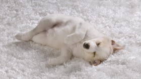 puppy, shaggy rug, white dog wallpaper png - Free PNG Images