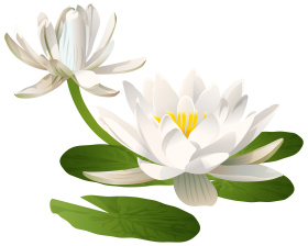water lily image