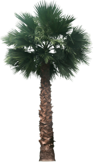 Download 20 Free Tree Png Images Desert Palm Tree Png Free Png Images Toppng