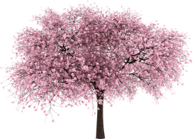Download 20 Imagenes De Arbol Png Cherry Blossom Tree Png Free