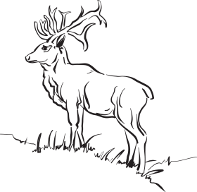 animals outline deer outline sketch PNG images transparent