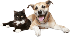 Challenge Expect it Appoint Download ato cachorro png - cão e gato png - Free PNG Images | TOPpng