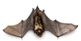 bat PNG images transparent
