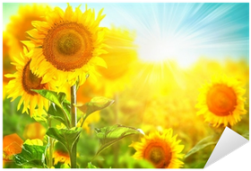 Download Beautiful Sunflower Blooming On The Field - Beautiful ...