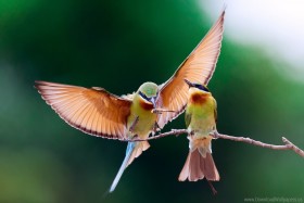 bee-eater, bird, branch, couple wallpaper PNG images transparent