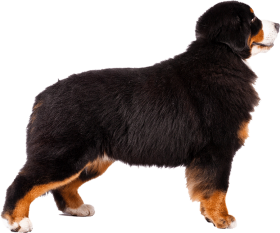 Download Bernese Moutain Dog Pictures Bernese Mountain Dog Transparent Background Png Free Png Images Toppng