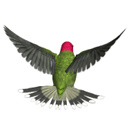 birds PNG images transparent