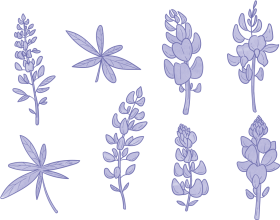 Download Bluebonnet Flower Vectors - Bluebonnet Clipart Black And White 