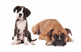 boxer, dogs, photoshoot, puppies wallpaper PNG images transparent