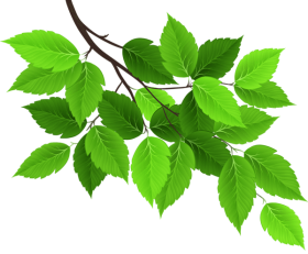 Download branch with green leaves png - Free PNG Images | TOPpng