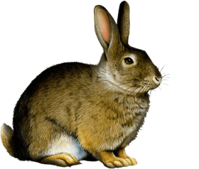 Download Bunny Rabbit Png Rabbit Png Free Png Images Toppng