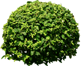Download Bush Tree Png Tree Png Bushes Png Free Png Images Toppng