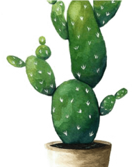 Download Cactaceae Watercolor Painting Succulent Plant Drawing Aquarell Kaktus Png Free Png Images Toppng