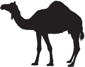 Download Camel Silhouette Png Free Png Images Toppng