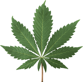 Cartoon Marijuana Leaf Png
