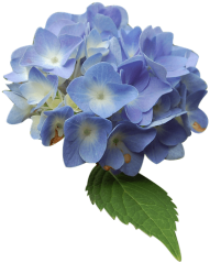 Download Canvas Print Blue Isolated Form Hydrangea Flower Stretched Blue Hydrangea Flower Png Free Png Images Toppng