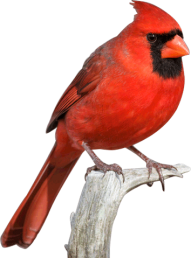 Download Cardinal Bird Png Svg Free Download Red Cardinal Transparent Png Free Png Images Toppng