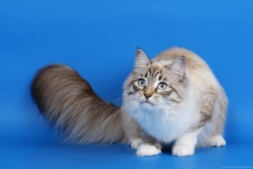 cat, eyes, fluffy tail, photoshoot wallpaper PNG images transparent