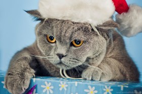 cat, hat, new year, nice wallpaper PNG images transparent