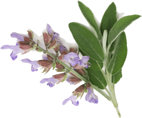 Download Clary Sage Essential Oil Edible Clary Sage Png Free Png Images Toppng