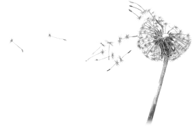 Download Dandelion Blowing Drawing Transparent Dandelion Black And White Drawi Png Free Png Images Toppng