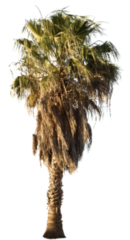 Download Desert Trees Png Desert Palm Tree Png Free Png Images Toppng